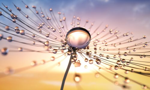 Dandelion seed with dew drops in the evening sun with blue cloudy sky - 3D illustration