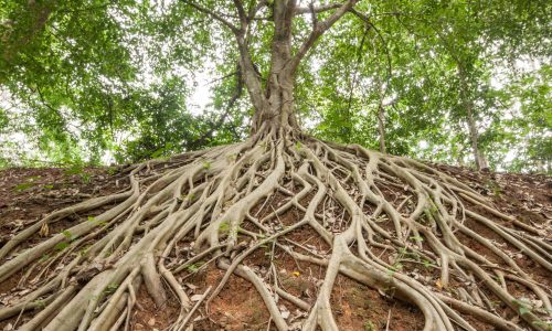 The roots of the banyan tree, which appeared on the ground.