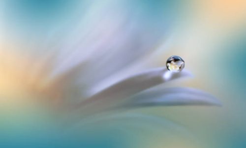 Nature,Flower,Daisy,Floral,Drop