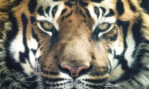 tiger-2850130_960_720